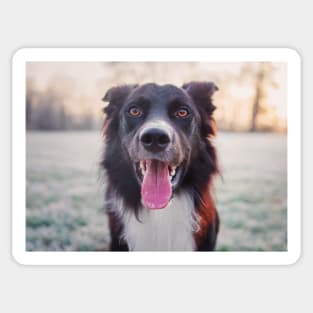 Overjoyed border collie Sticker